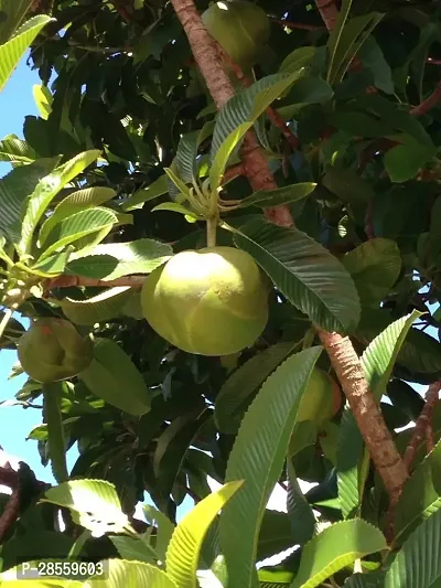 Platone Elephant Apple Plant Elephant Apple Plant-thumb0