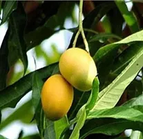 Platone Mango Plant Chausa Mango-thumb1