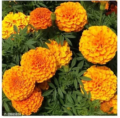 Platone Marigold Plant MarigoldGenda Dark Yellow Flower Plant