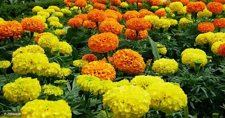 Platone Marigold Plant Marigold plant 72-thumb0