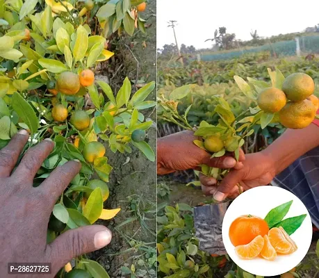 Platone Orange Plant Live Darjeeling grafted Orange Plant (Santra) Height 1.6 to 2 Feet. Suitable for Indian Weather-thumb2