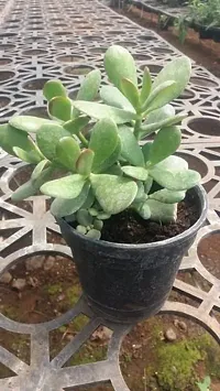 Platone Crassula Bonsai Plant crassula plant 207-thumb1