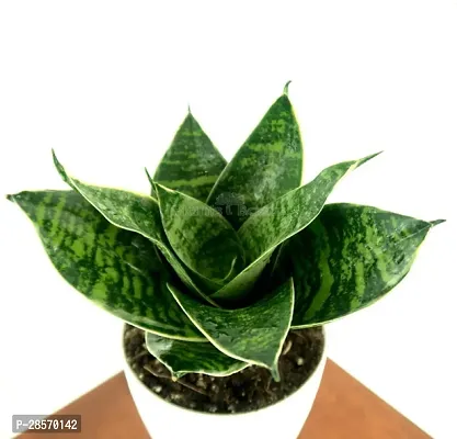 Platone Salak Plant Salak Indoor Plants-thumb0