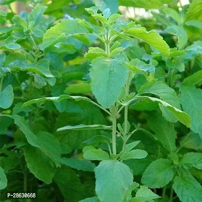 Platone Tulsi Plant Plants 0020-thumb0