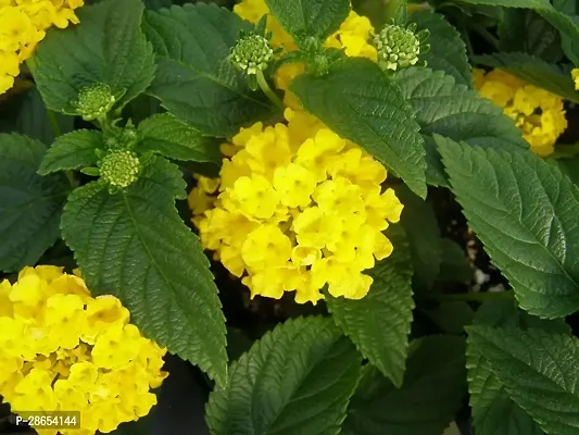 Platone Lantana Plant TIGlaltena25