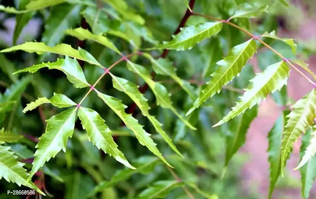 Platone Neem Plant Live Exotic Plant Neem Antelaea Azadirachta Flowers (White and Fragrant) for Kitchen Garden Plant(1 Healthy Live Plant)-thumb0