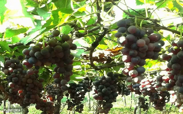 Platone Grape Plant GRAPES PLANT XXFFTT-thumb3