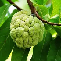 Platone Custard Apple Plant Custard AppleSharifa Plant-thumb1