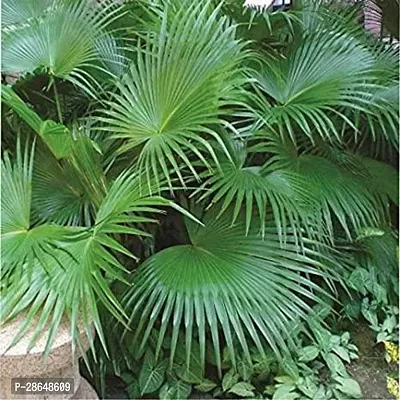 Platone China Palm Plant China Palm Plant