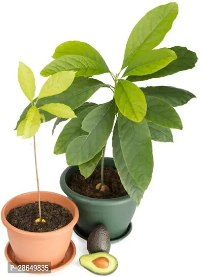 Platone Avocado Plant Avocado Fruit Plants llnv-thumb0