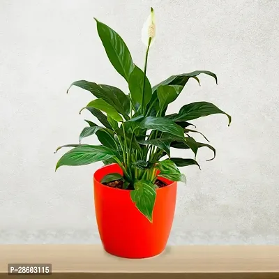 Platone Peace Lily Plant Peace Lily Flower Plant P9-thumb0