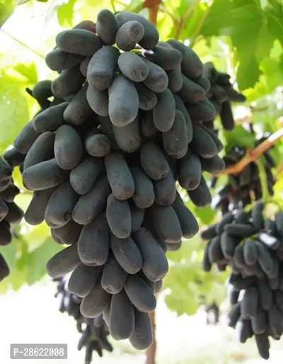 Platone Grapes Plant Black GrapesAngur Plant