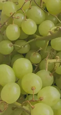 Platone Grapes Plant Grapes plant c6-thumb1