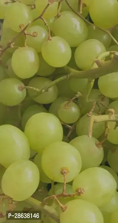 Platone Grapes Plant Grapes plant c6-thumb2