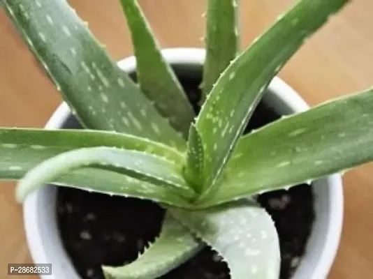 Platone Aloe Vera Plant ZoomPlant-569