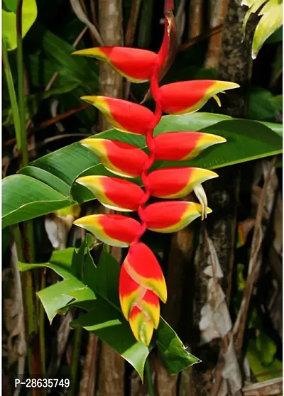 Platone Bird of Paradise Plant Saraswati Gardens Heliconia Wagneriana Live Plant 1 Healthy Live Plant With Plastic Bag-thumb0