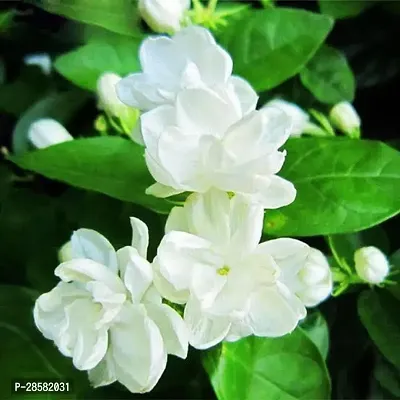 Platone Jasmine Plant Z1J21