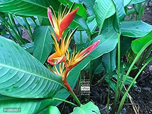 Platone Bird of Paradise Plant Saraswati Gardens Rare Heliconia Rostrata or Lobster claw plant for Home Gardening (1 Healthy Plant)