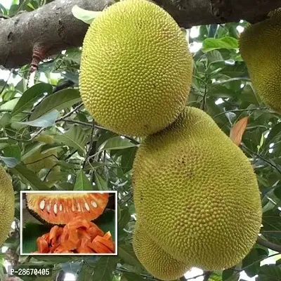 Platone Jack Fruit Plant Live hybrid jackfruit plantLP_jack_10-thumb0