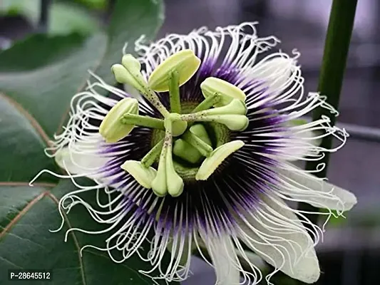 Platone Passion Plant passionfruit101