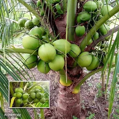 Platone Coconut Plant coconut plant