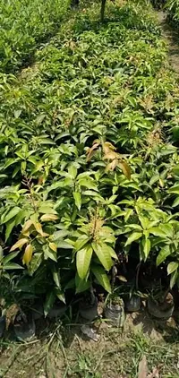 Platone Mango Plant Mango Plant(Hybrid Pack of 1)-thumb1