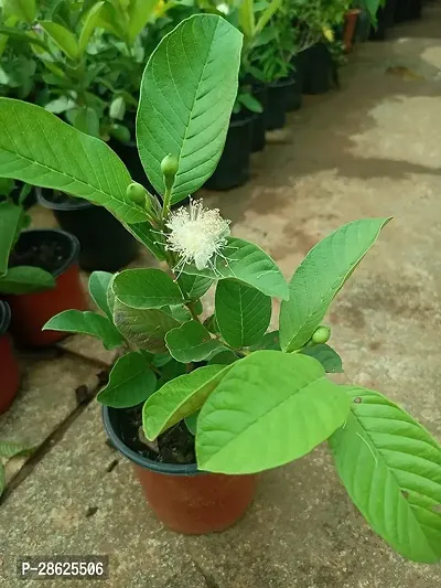 Platone Guava Plant UAVA33-thumb0