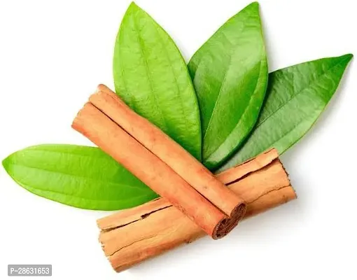 Platone Cinnamon Plant Cinnamon Leaf (5 Leaves)