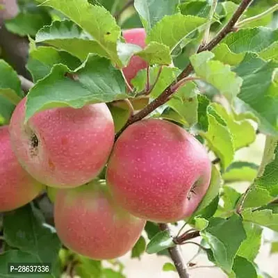 Platone Apple Plant Kashimiry Apple plant Grafted and hybrid plantAS121-thumb0