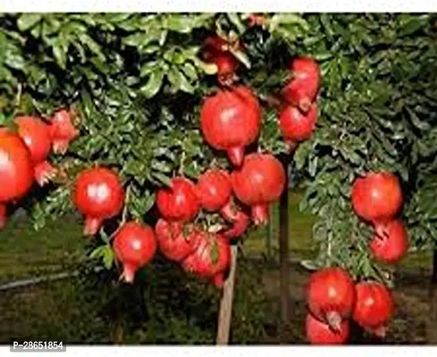 Platone Pomegranate Plant 678 Pomegranate Premium PlantAnnar Sap_111-thumb0