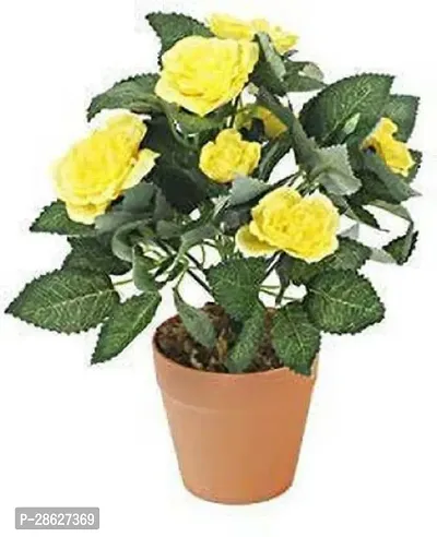 Platone Rose Plant Rose28-thumb0