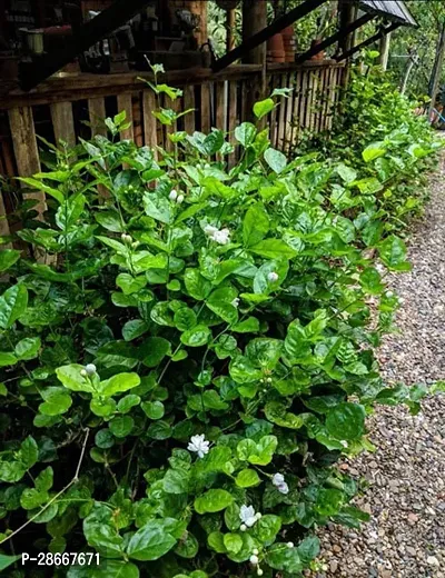 Platone Jasmine Plant Gardens Jasmine Flower Plant Live Arabian Or Chameli Chamelee Motiya (Bela) Motia Mogra Tree Sapling Flowering All Time Garden Plant(1 Healthy Live Plant)-thumb0