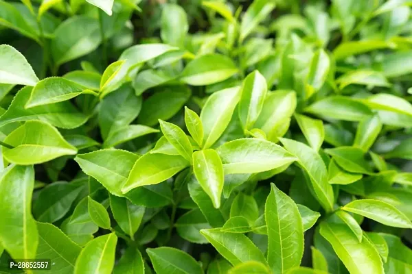 Platone Tea Plant Natural Tea Tree Healthy Plant