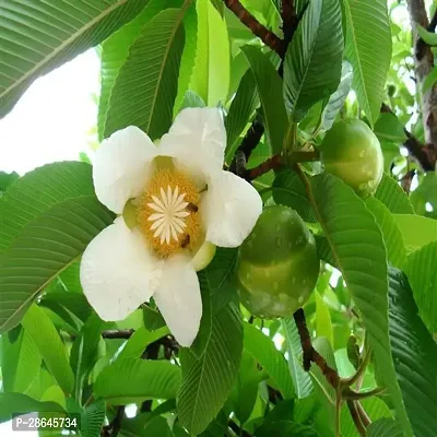 Platone Elephant Apple Plant Elephant Apple Plant-thumb0