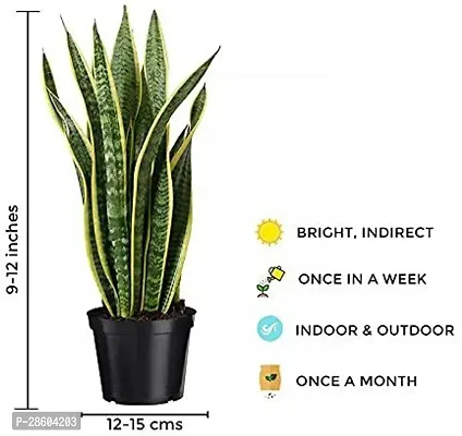 Platone Snake Plant SNAKE PLANT AA22-thumb2