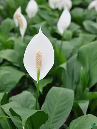 Platone Peace Lily Plant Peace Lily pack of 3-thumb2