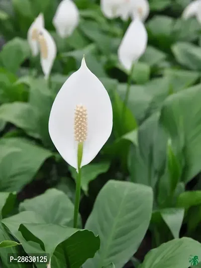 Platone Peace Lily Plant Peace Lily pack of 3-thumb3