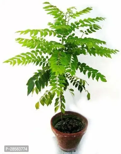 Platone Curry Leaf Plant curry patta vepila plants-03-thumb0