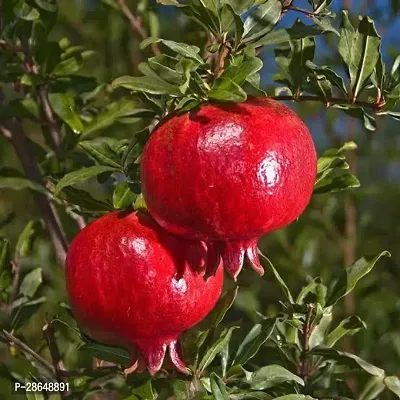 Platone Pomegranate Plant j11-thumb0