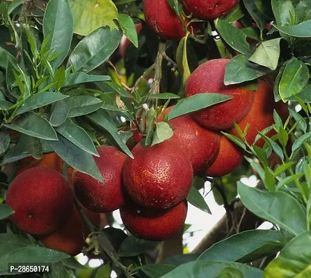 Platone Lemon Plant Rare Red Lemon Fruit Plant ( Australian Red Lemon ) 1 Healthy Live Plant ( Seedling)-thumb0