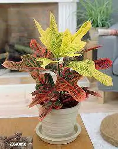 Platone Croton Plant CROTON PLANT