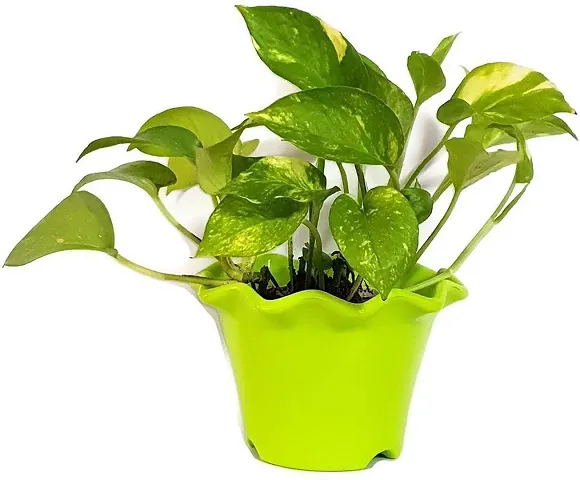 Limited Stock!! Plant & Planters 