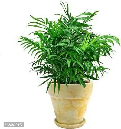 Platone China Palm Plant China Palm Plantnk554814-thumb0