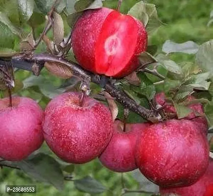 Platone Apple Plant Red Apple Plant