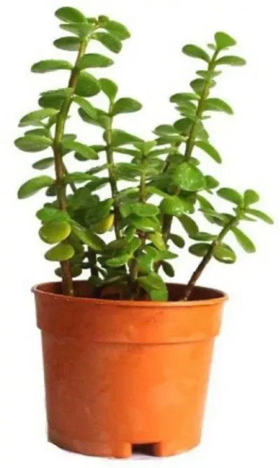 Limited Stock!! Plant & Planters 