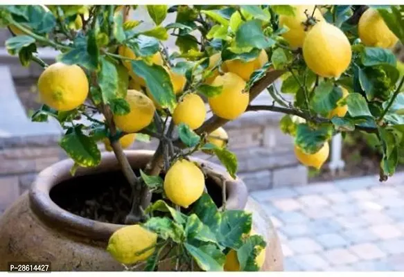 Platone Lemon Plant ASD-PLS-826