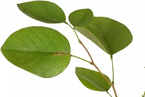 Platone Red Sandalwood Plant Red Sandalwood Plant (Hindi Name - Lal Chandan or Raktachandan), Botanical Name - Pterocarpus Santalinus, Chandan, The Medicinal Ayurvedic Plant-thumb1