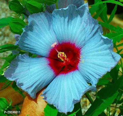 Platone Hibiscus Plant Hibiscus Hybrid Live Flower Plant Disha-90085-thumb0