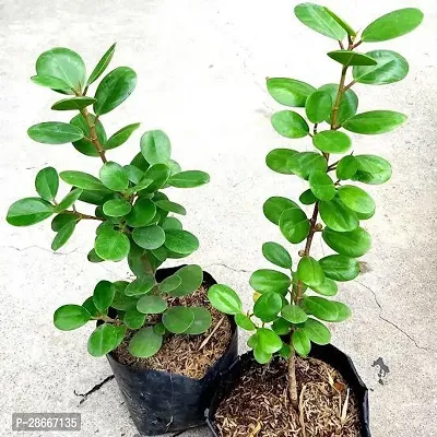 Platone Ficus Plant Green Healthy Ficus Plant