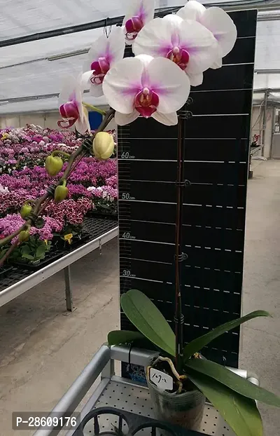 Platone Orchid Plant OKJK53